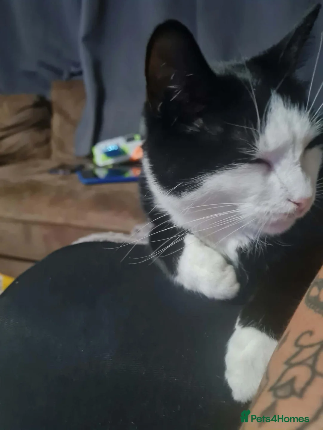 Mixed Breed cats for sale: 2 cats  - Advert 1