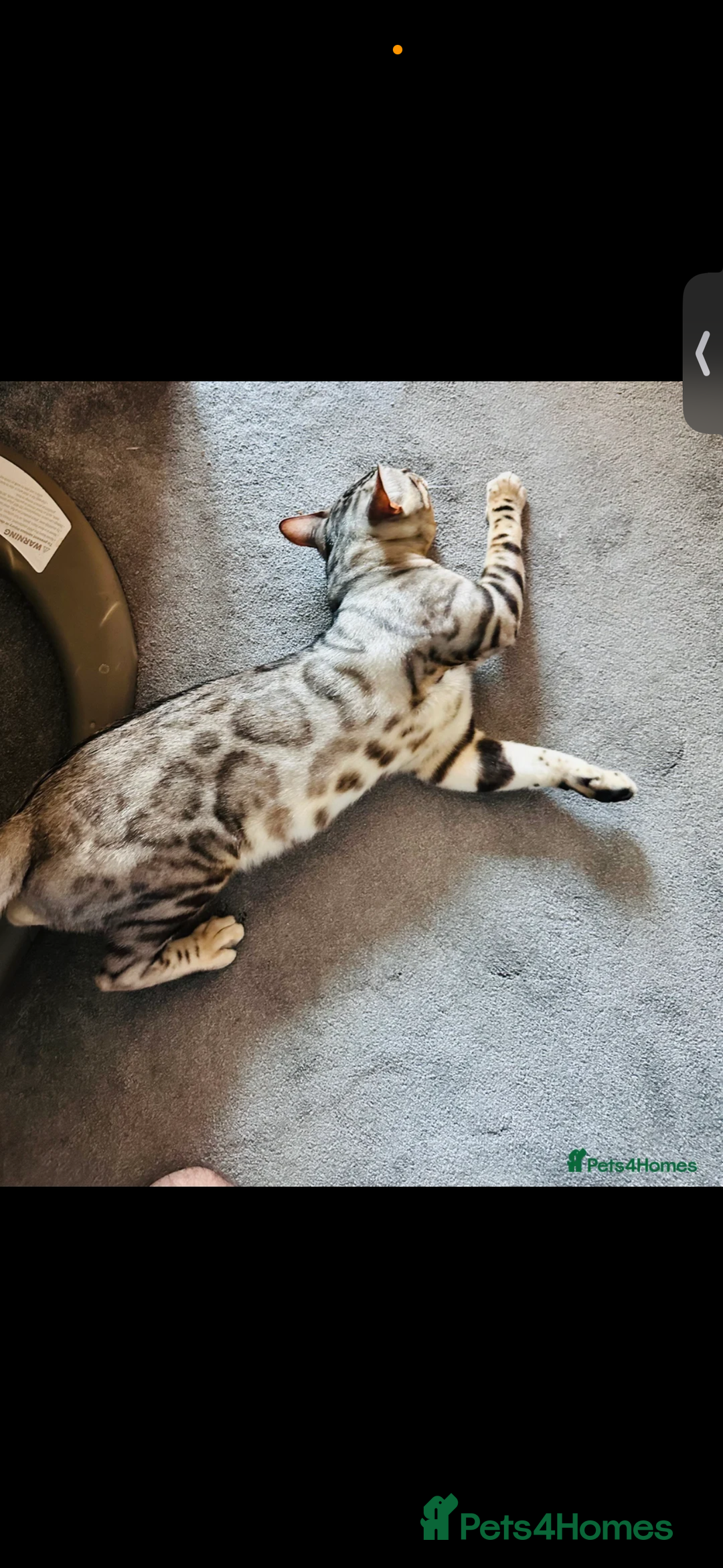 Bengal cats for sale: Neutered male silver Bengal   - Advert 3