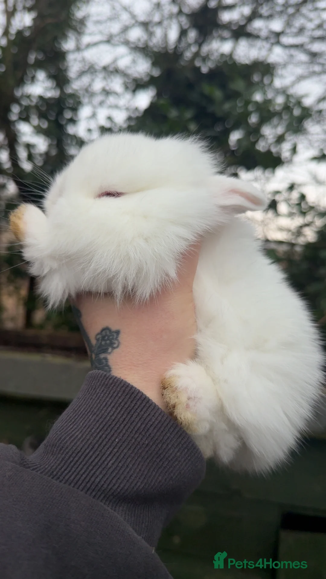 Lionhead rabbits for sale: Lion head rabbits  - Advert 4