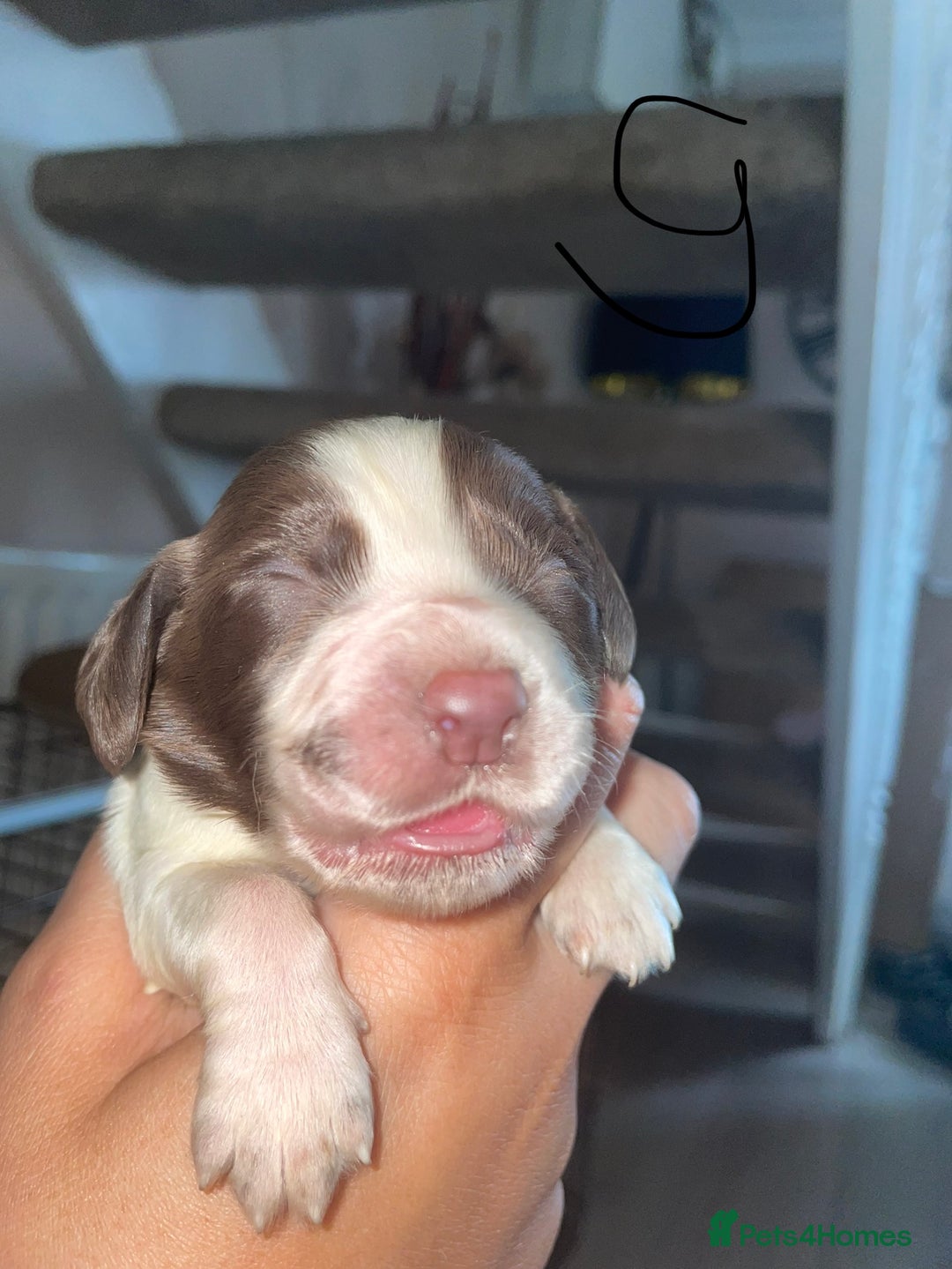 Sprocker dogs for sale: Sprocker puppys - Image 14
