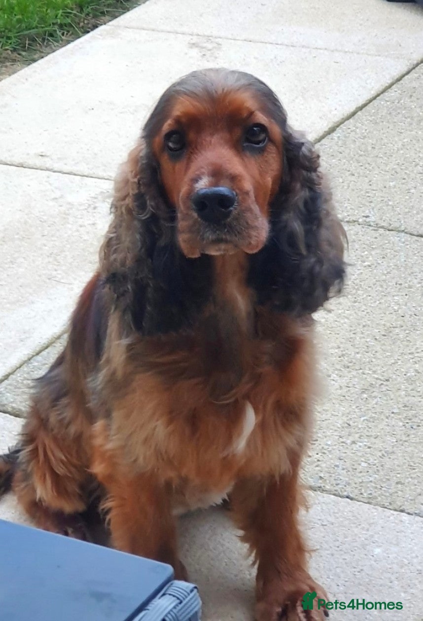 Cocker Spaniel dogs Gorgeous show cocker spaniel - Advert 2