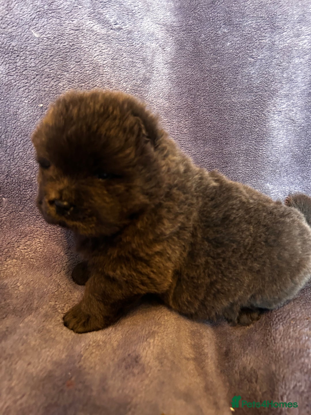 Chow Chow dogs for sale: Stunning chow chow puppies  - Advert 33