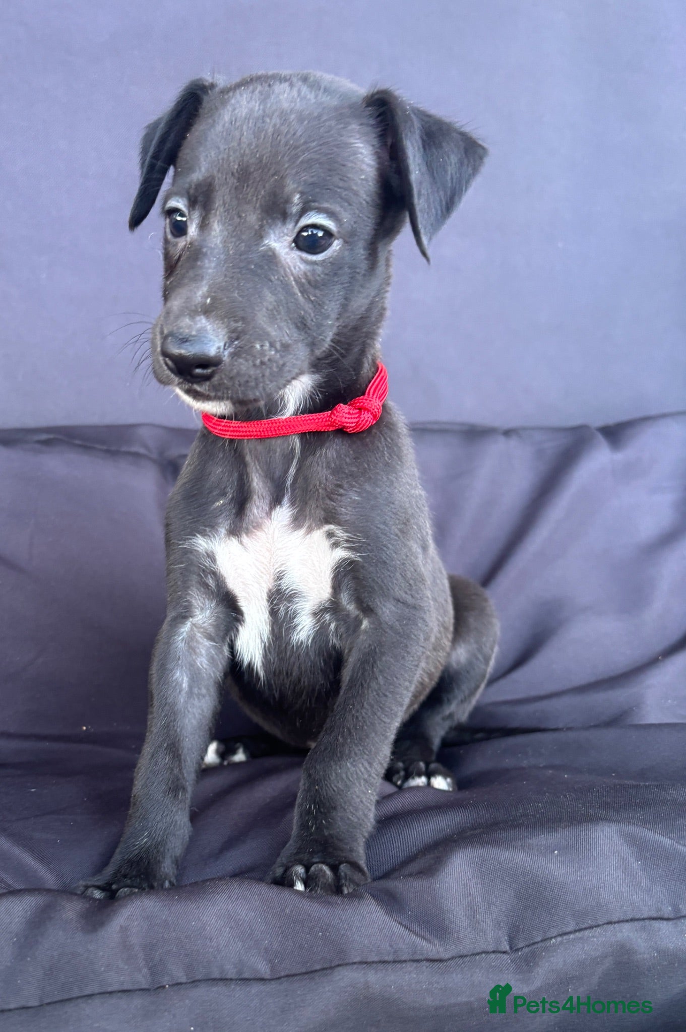 Whippet dogs Quality KC Registered Whippet Puppies - Advert 2