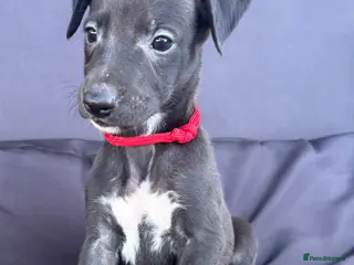 Whippet dogs Quality KC Registered Whippet Puppies - Advert 1