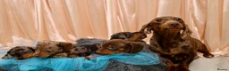 Dachshund dogs for sale: Adorable Dachshund Puppies Ready for Forever Homes - Advert 15