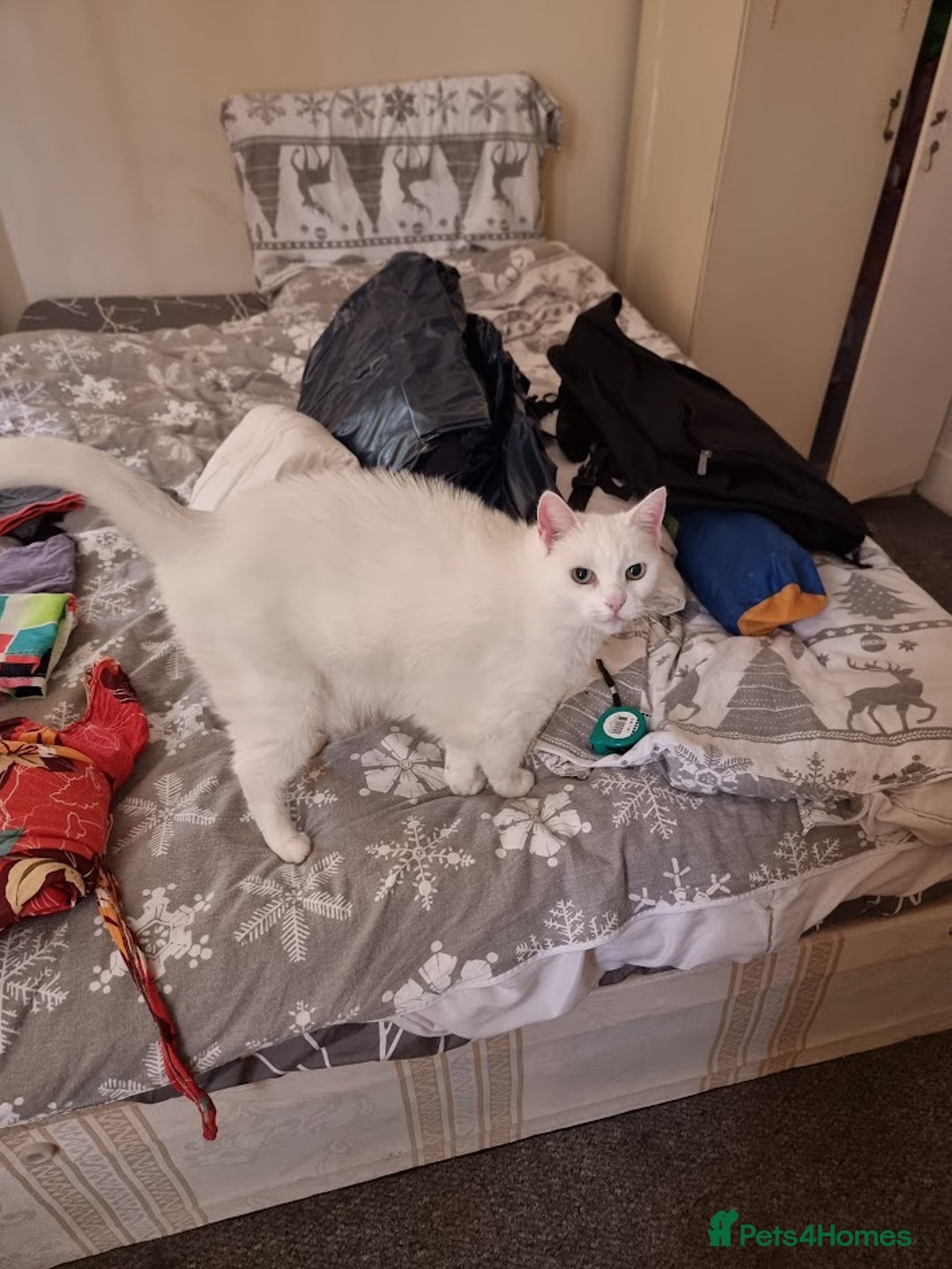 European cats for sale: White the Cat is Looking for a Loving Home - Image 6