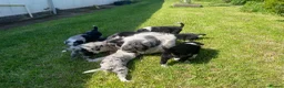 Border Collie dogs for sale: 5 Border Collie Pups  - Advert 11