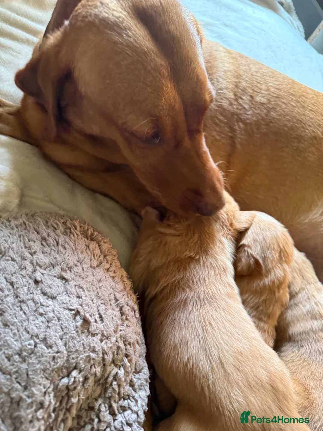 Borador dogs for sale: Fox red Borador puppies  - Advert 27