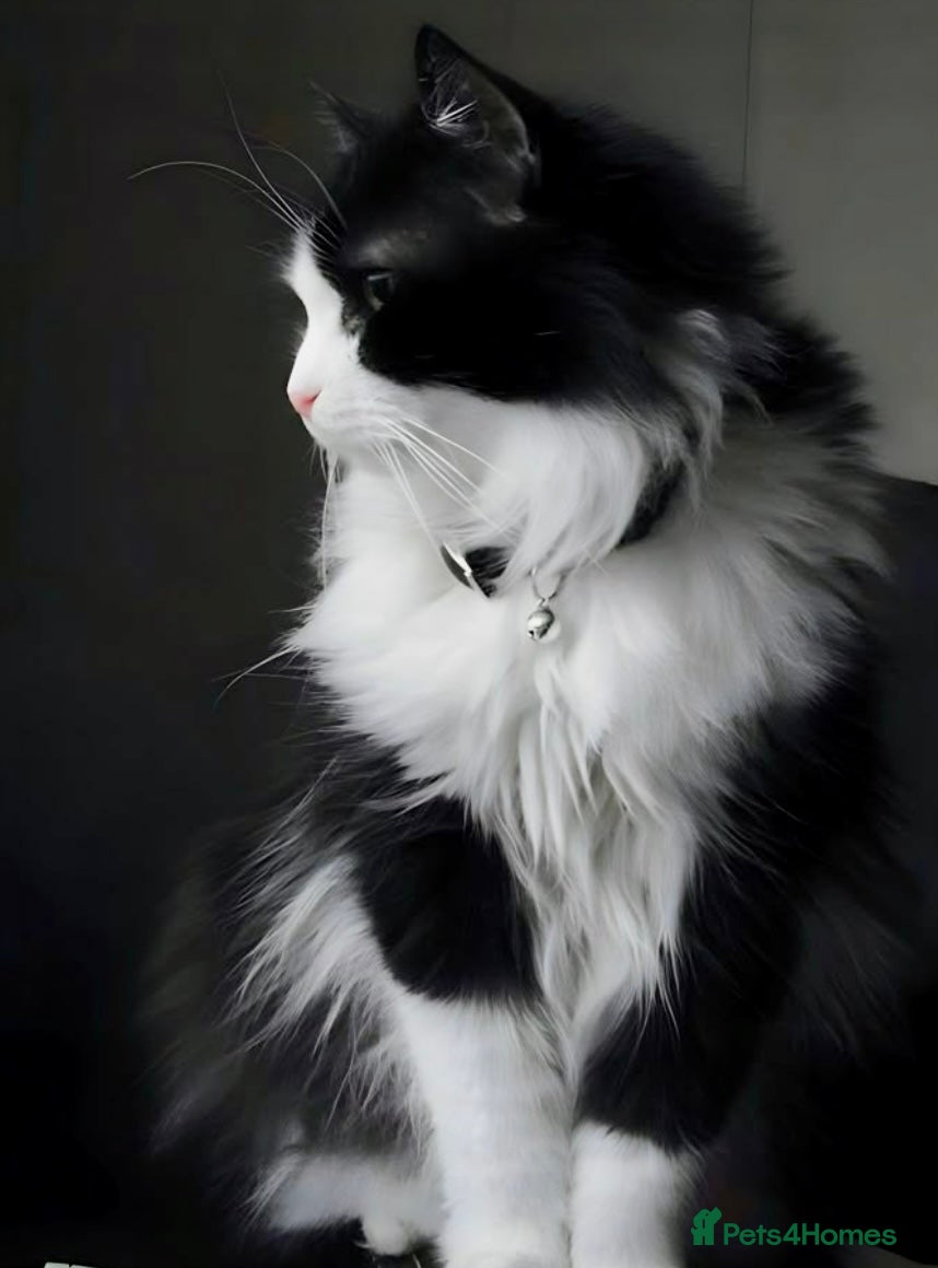 Turkish Angora cats Beautiful Turkish angora kitten  - Advert 1