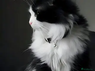 Turkish Angora cats Beautiful Turkish angora kitten - Advert 12