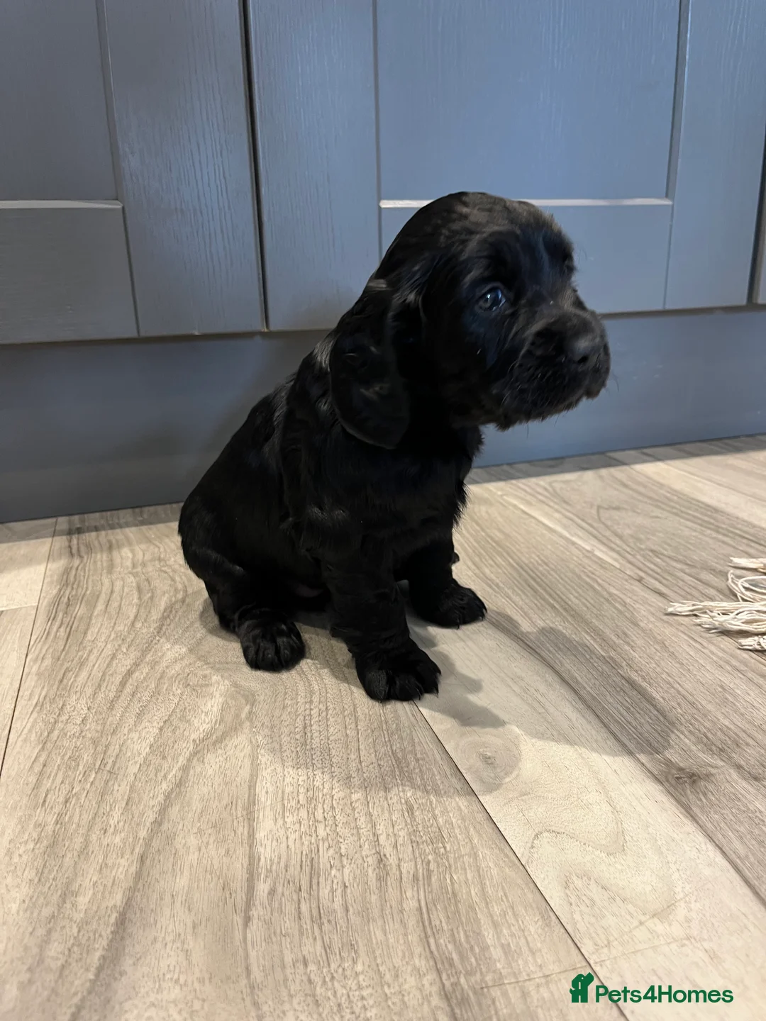 Cocker Spaniel dogs for sale: KC working cocker spaniel puppies  - Advert 6
