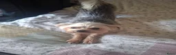 Yorkshire Terrier dogs for sale: Yorkshire terrier x chihuahua in Ramsgate - Advert 2