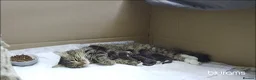 British Longhair cats for sale: Stunning 4 kittens in Kidderminster - Advert 25