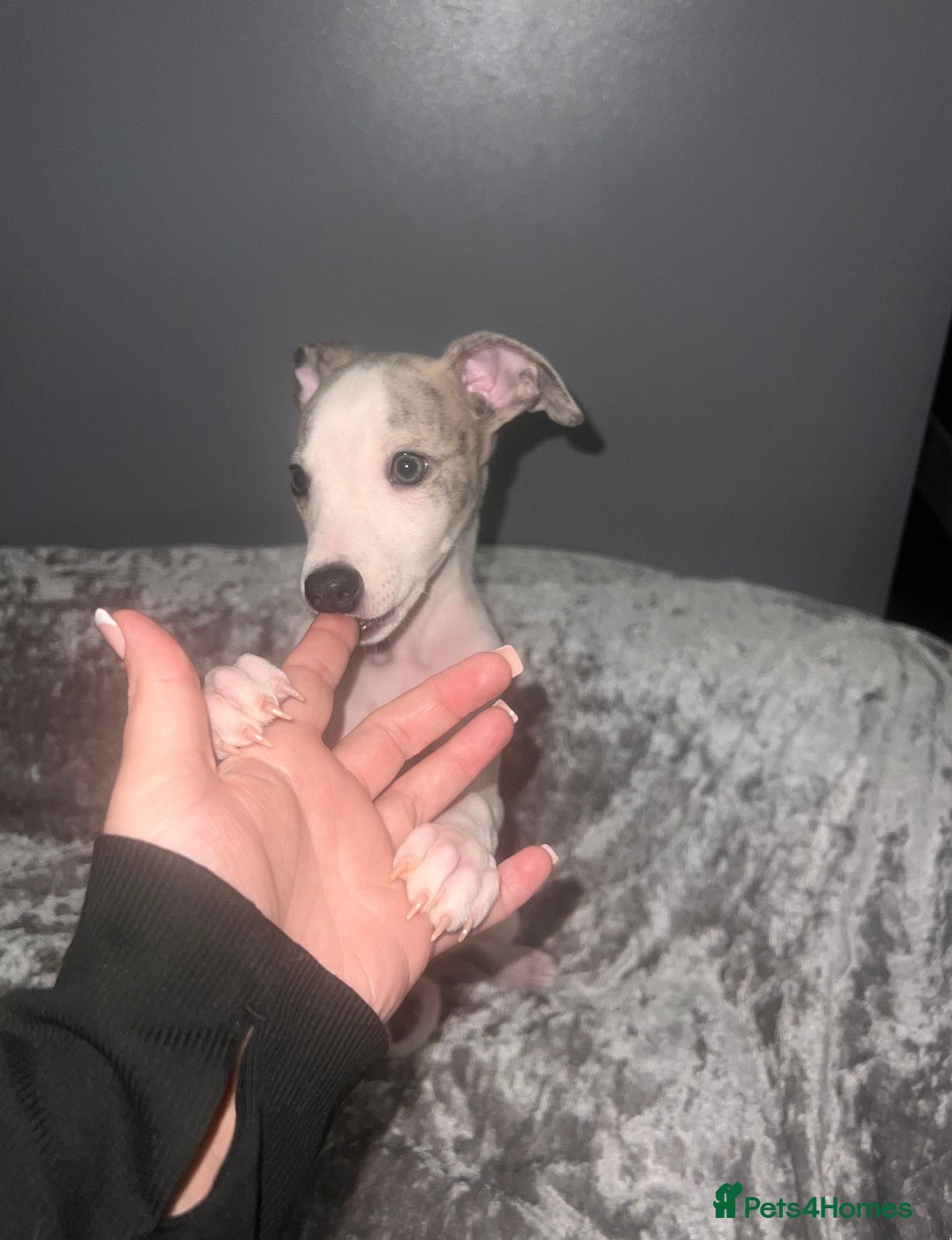 Whippet dogs for sale: ⭐️ LAST beautiful - KC Whippet pup. ⭐️ - Image 12