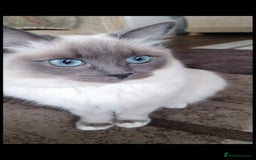 Ragdoll cats for sale: 2 x GCCF Registered Ragdolls for Sale - Image 3