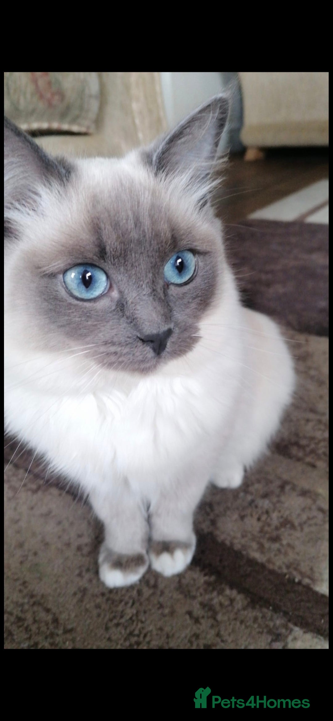 Ragdoll cats for sale: 2 x GCCF Registered Ragdolls for Sale - Image 3