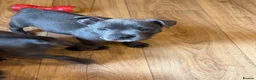 Mixed Breed dogs for sale: Amazing blue Chaffy puppies - Advert 18