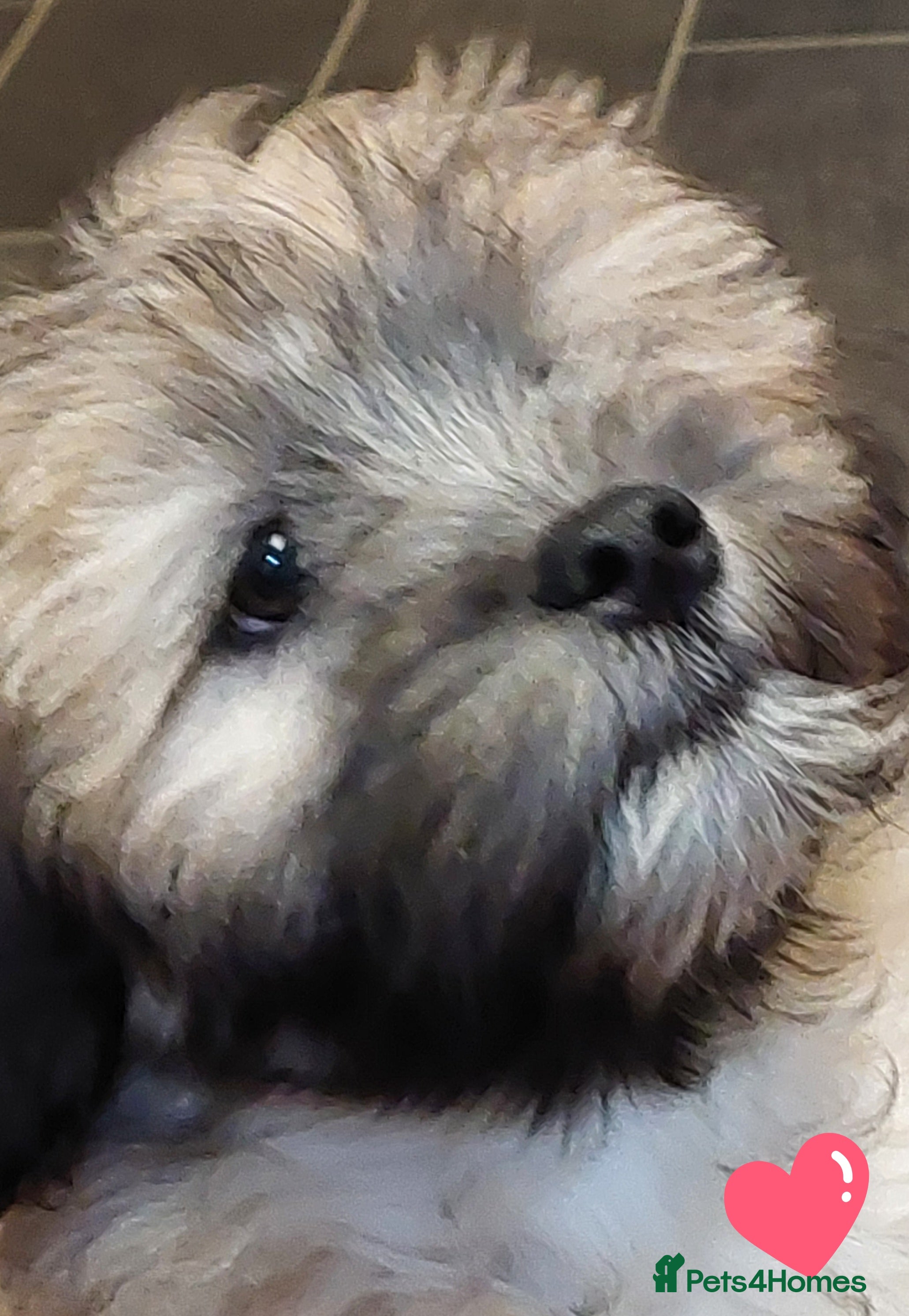 Lhasa Apso dogs KC REG LHASA APSO PUPS(1 boy left  pale blue) - Advert 1