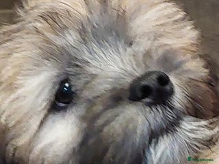 Lhasa Apso dogs KC REG LHASA APSO PUPS(1 boy left pale blue) - Advert 3