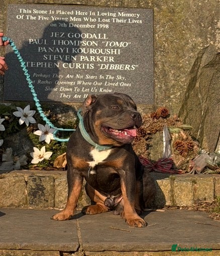 American Bully dogs Abkc blue tri pocket bully stud well proven - Advert 5