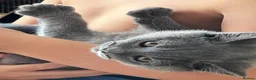 British Shorthair cats for sale: Blue boy kitten  - Advert 1