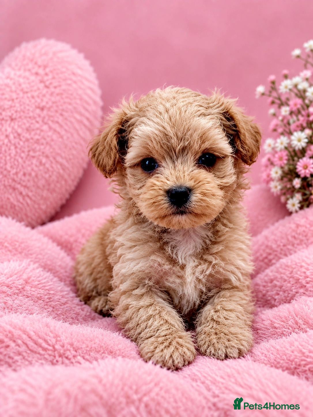 Maltipoo dogs Tiny MaltiPoo Girls 🐾 - Advert 1