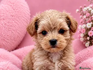 Maltipoo dogs Tiny MaltiPoo Girls 🐾 - Advert 1