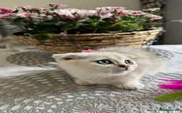 Scottish Fold cats for sale: 2 Scottish Girls  - Image 6