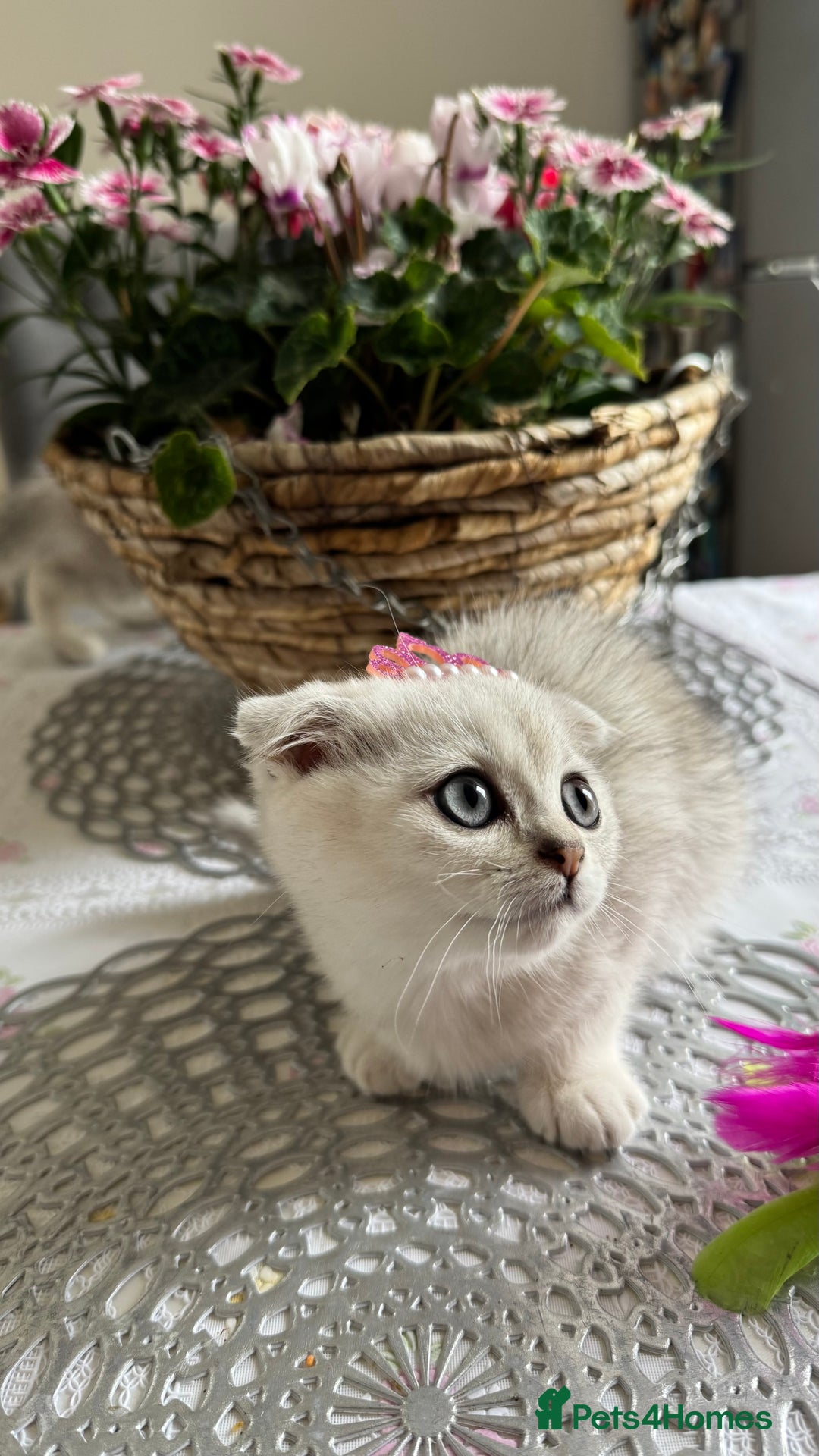 Scottish Fold cats for sale: 2 Scottish Girls  - Image 6
