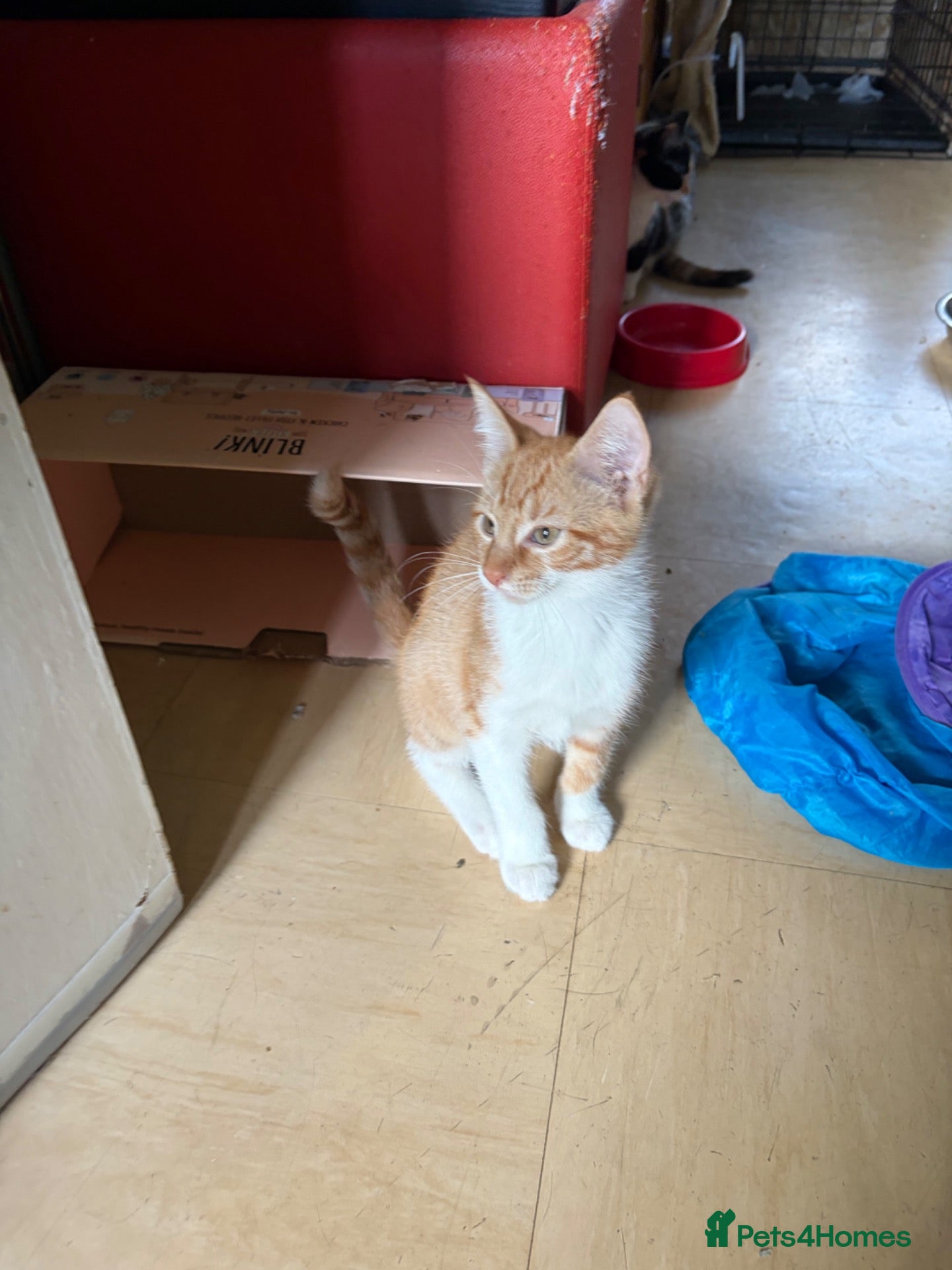 Mixed Breed cats Male ginger  - Advert 4