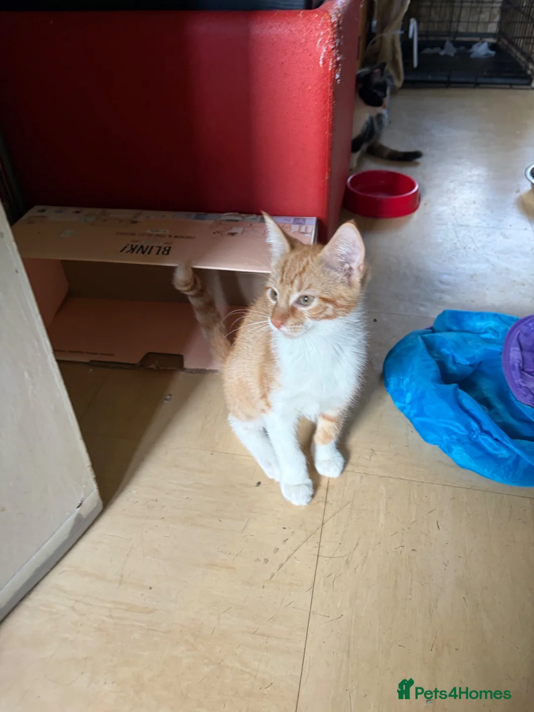 Mixed Breed cats for sale: Male ginger  - Advert 1