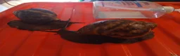 Snails invertebrates for sale: XL Giant African Land Snails in Bristol - Advert 4