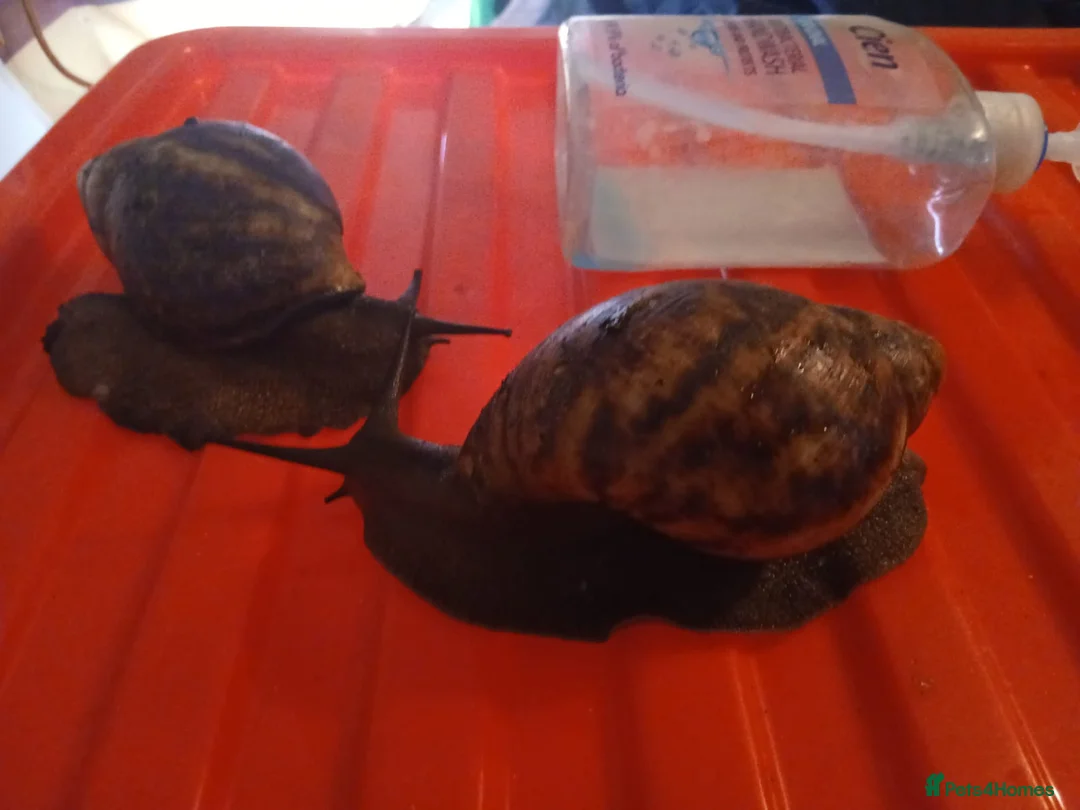 Snails invertebrates for sale: XL Giant African Land Snails in Bristol - Advert 4
