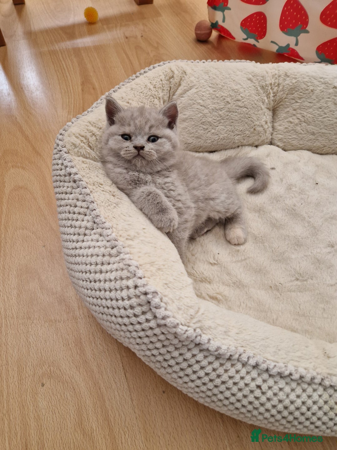 British Shorthair cats for sale: British Shorthair Kittens  - Image 8