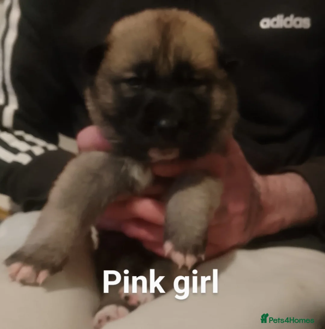 Mixed Breed dogs for sale: Akita mix  - Advert 2