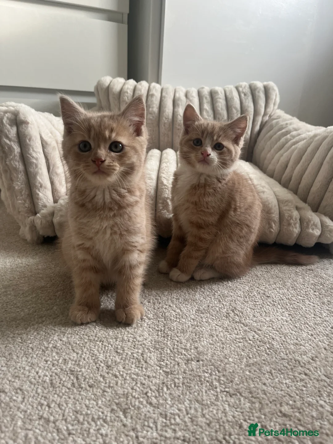 Mixed Breed cats for sale: 2 Blonde Kittens - Male and Female - Advert 6