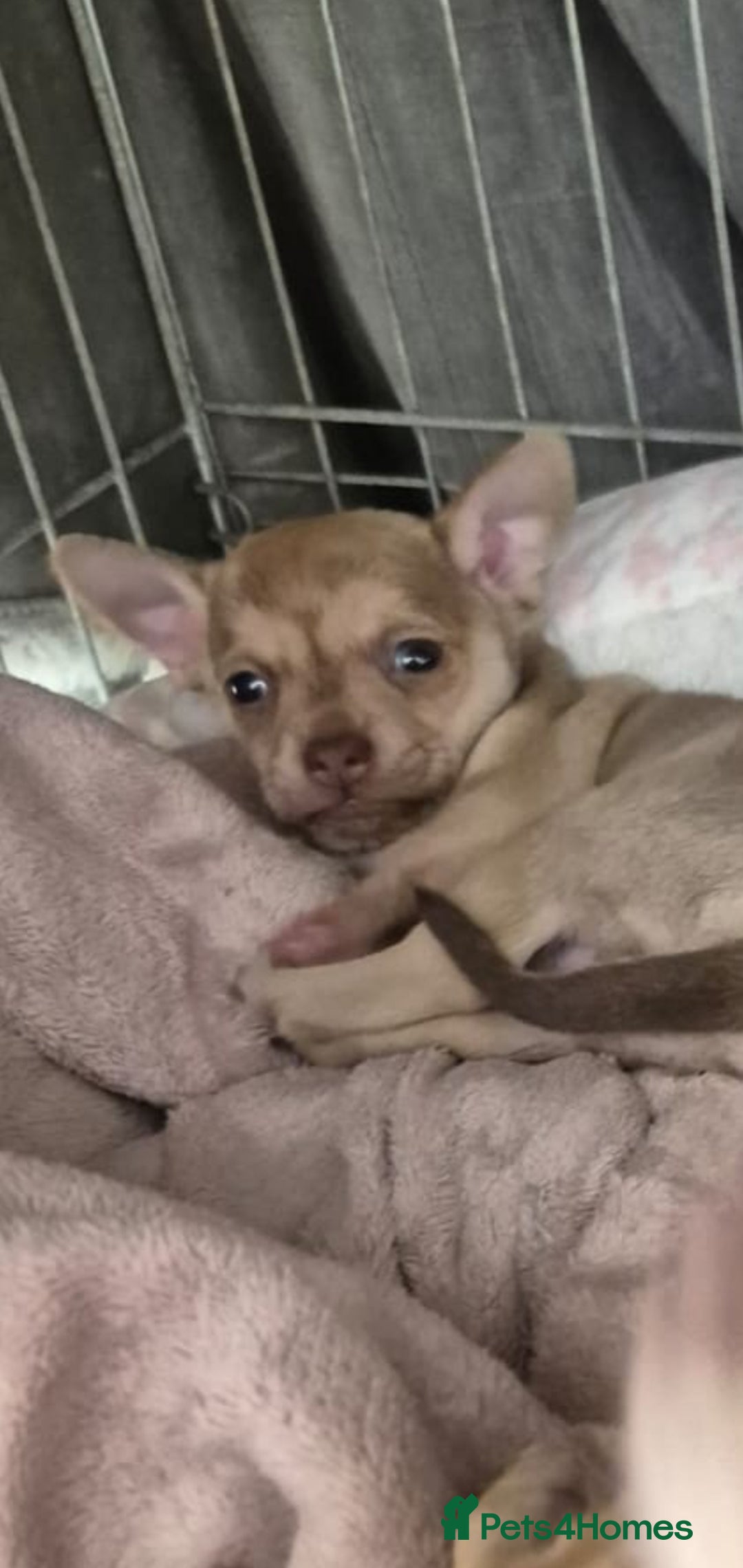 Chihuahua dogs for sale: Chihuahua puppys for sale  - Advert 6