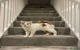 Persian cats for sale: Ragdoll / Persian Mix (4yrs) - Image 2