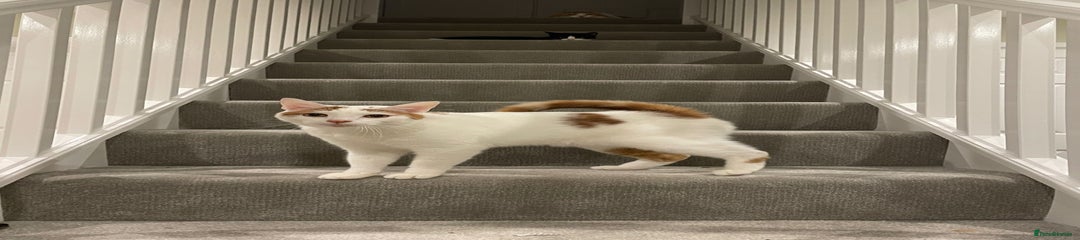 Persian / Radgoll Mix (4yo male)