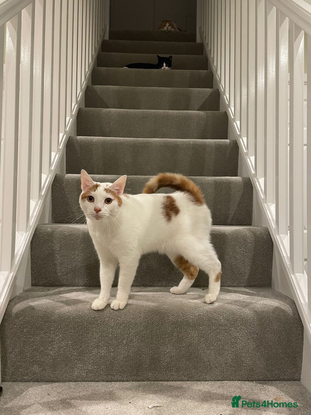 Persian cats for sale: Ragdoll / Persian Mix (4yrs) - Image 2