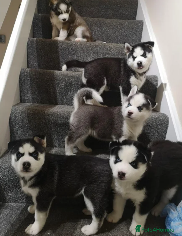 Siberian Husky dogs “Snow-Kissed Siberian Husky Cuties – Available - Advert 1