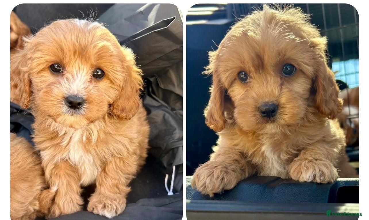 Cavapoo dogs READY NOW       Real life teddy bears  - Advert 1
