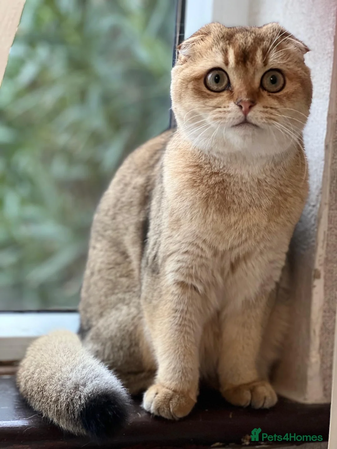 Scottish Fold cats for sale: Beautiful Scottish Fold Boy - Advert 9