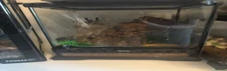 Tarantulas invertebrates for sale: Adult matured female C.versicolour  - Advert 2