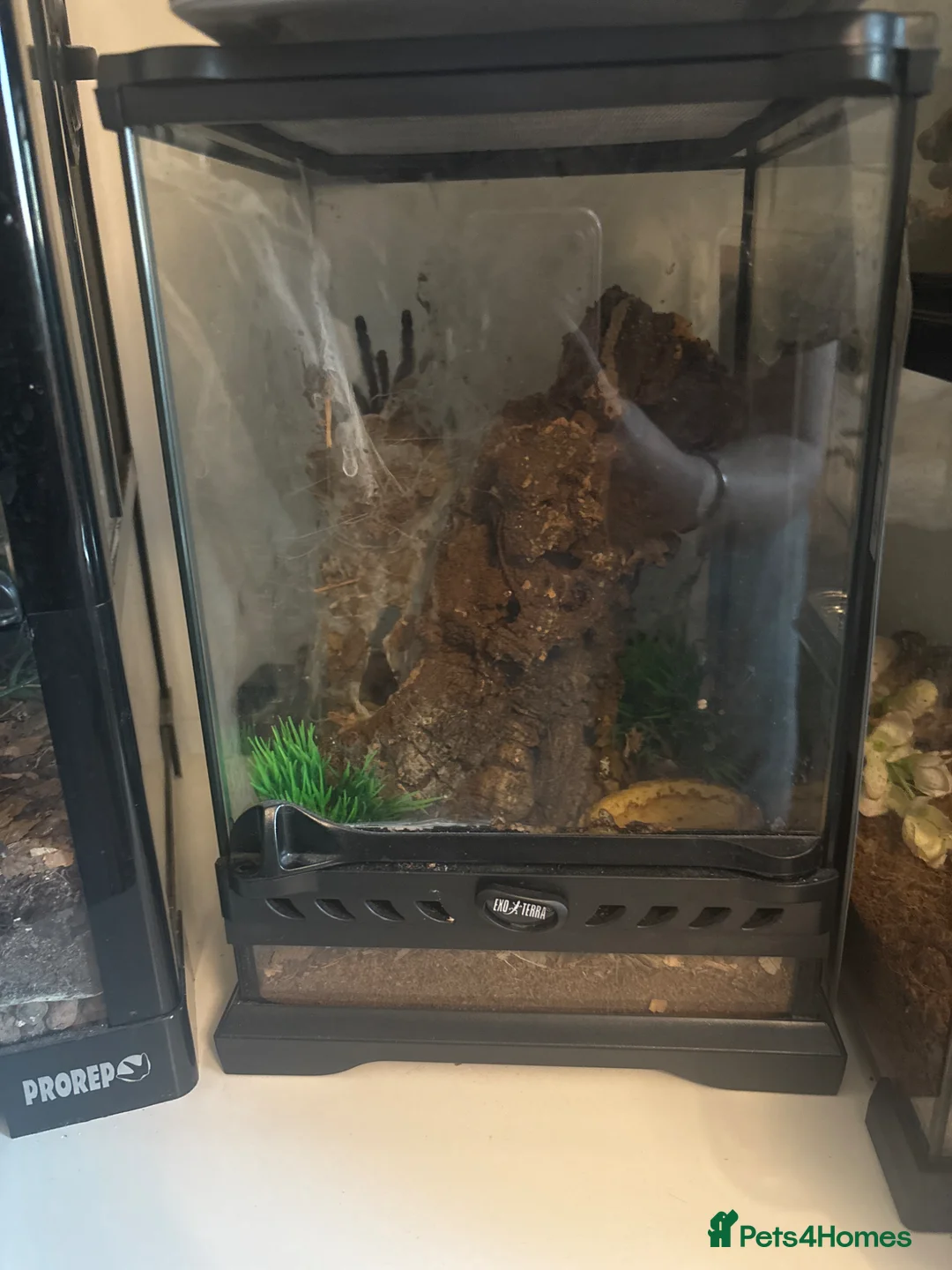 Tarantulas invertebrates for sale: Adult matured female C.versicolour  - Advert 2