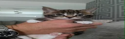 Mixed Breed cats for sale: Maine coon x bengal kittens  - Advert 17