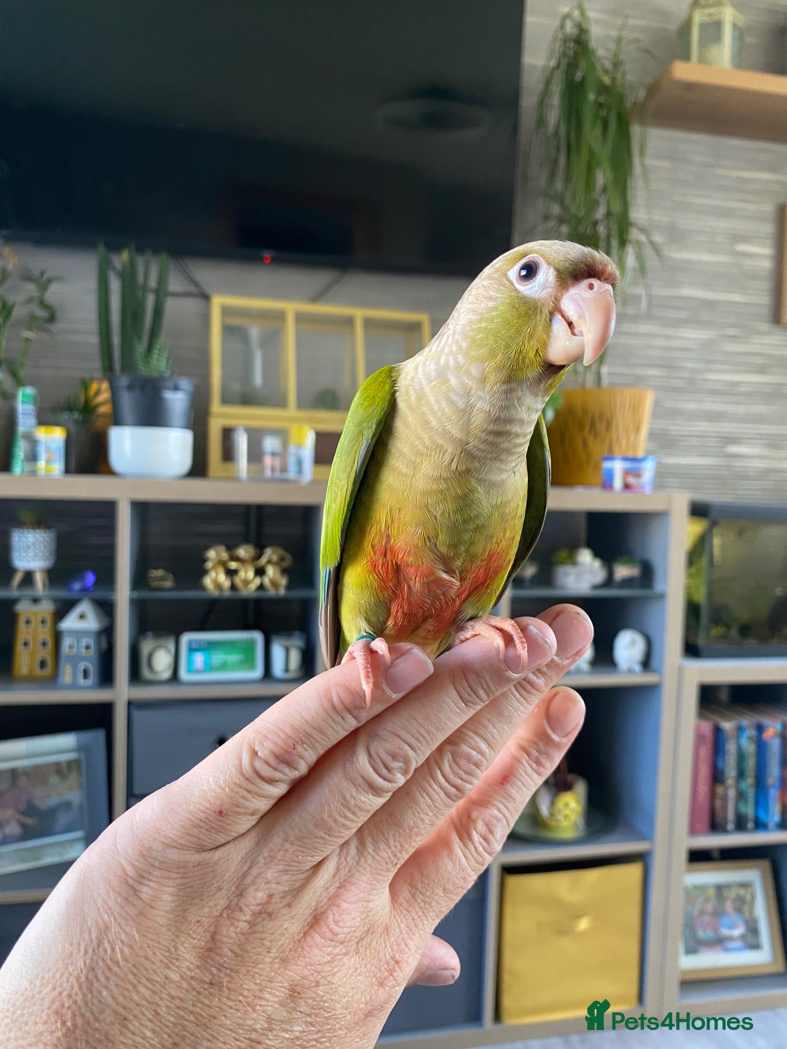 Conures birds Hand reared Green cheek Conures - Advert 17
