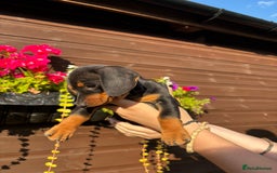 Dachshund dogs for sale: Gorgeous little Dachshund pups - Image 17
