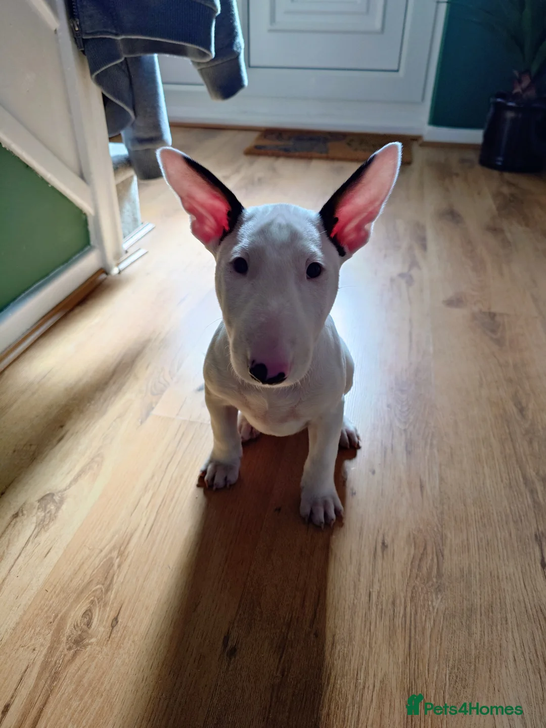 English Bull Terrier dogs for sale: KC REGISTERED ENGLISH BULL TERRIER PUP  - Advert 2