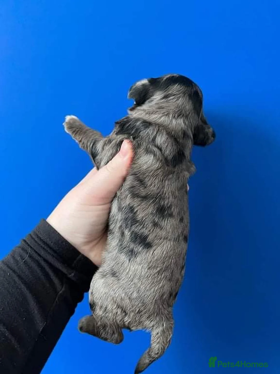 Poodle dogs for stud: Rare Blue Merle Phantom Poodle in Consett - Advert 6